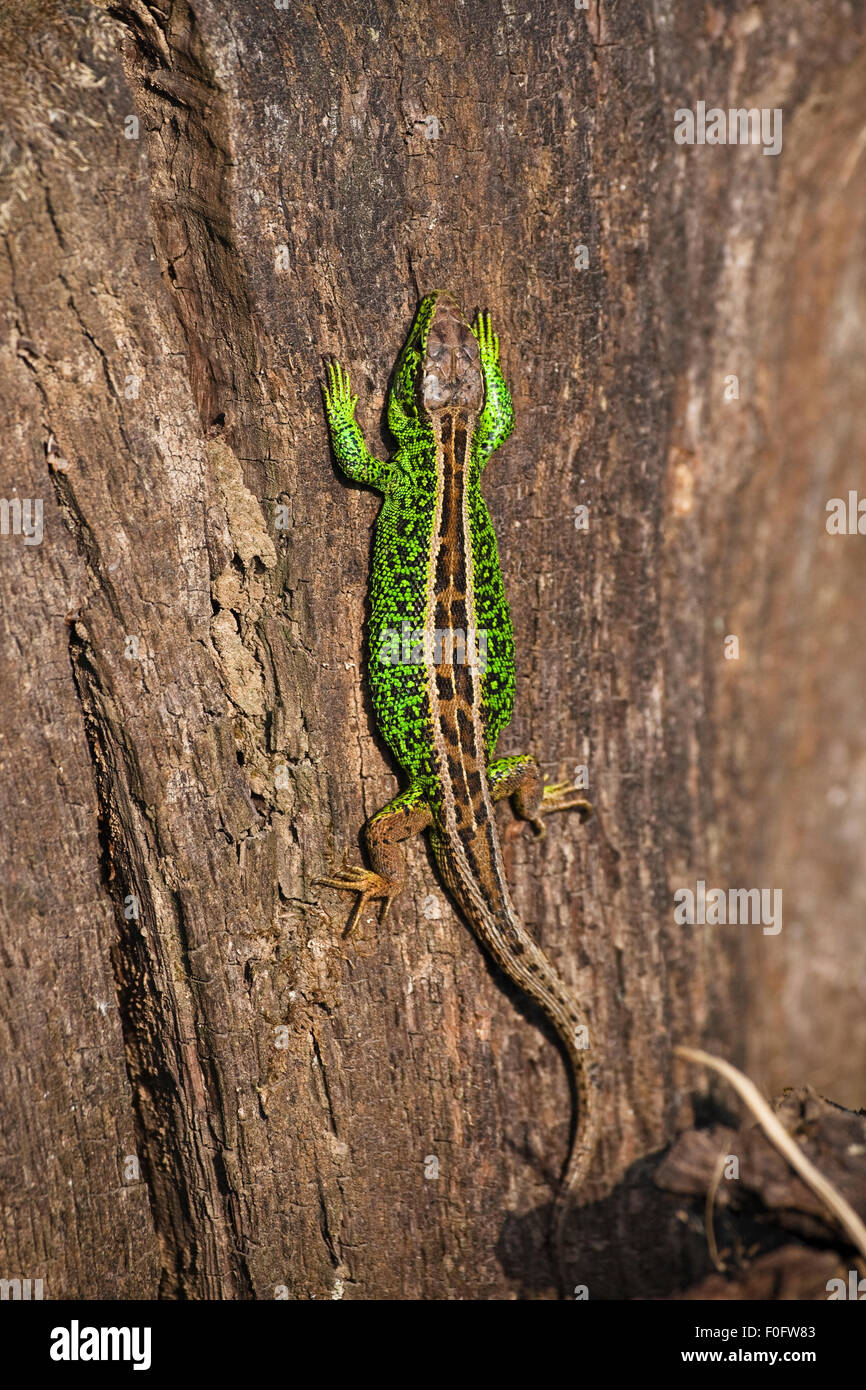 Male Sand lizard (Lacerta agilis) warming up on a tree trunk in the morning sun, Eastern Slovakia, Europe, June 2009 Stock Photo