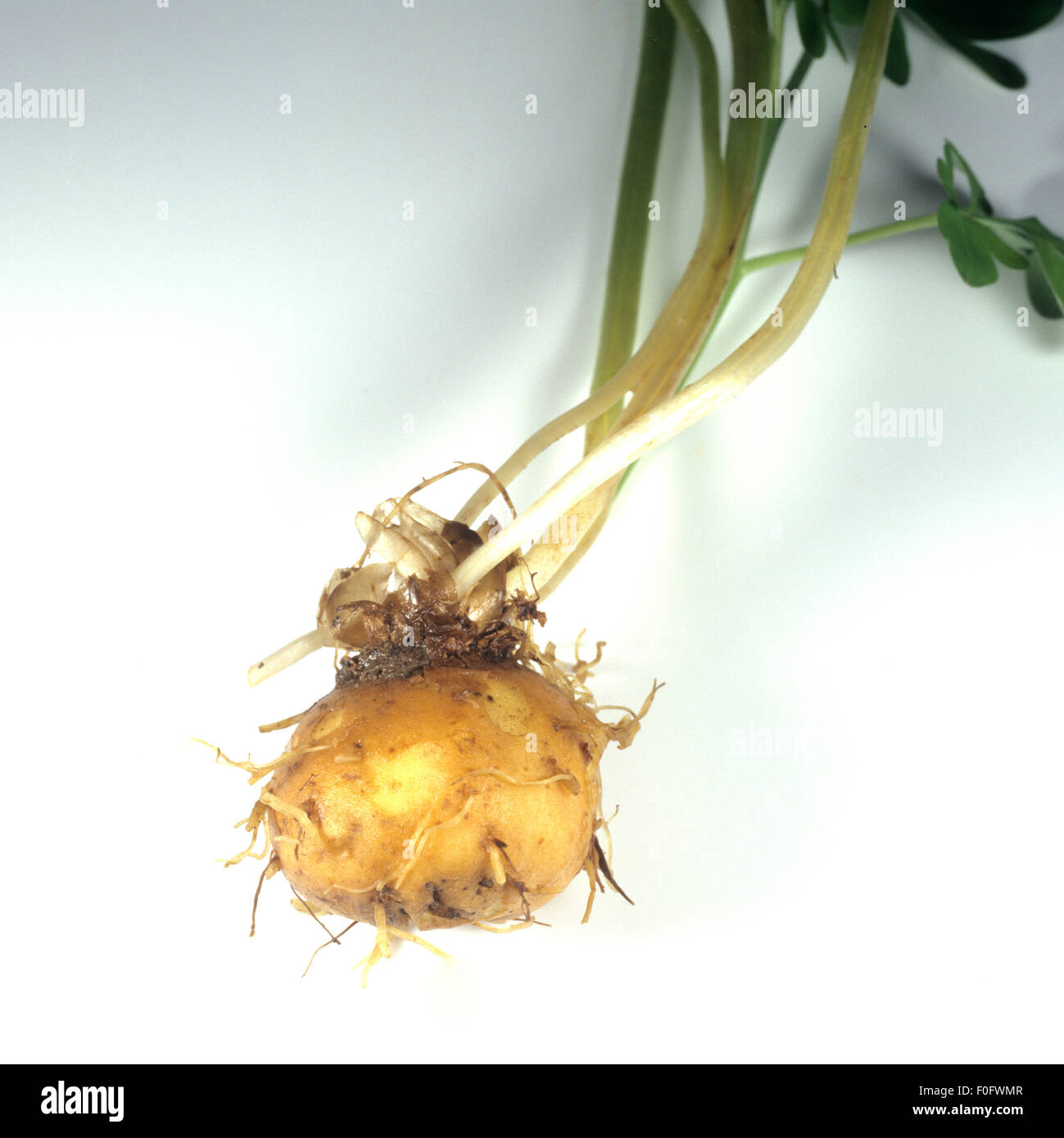 Laerchensporn; Wurzel; Stock Photo