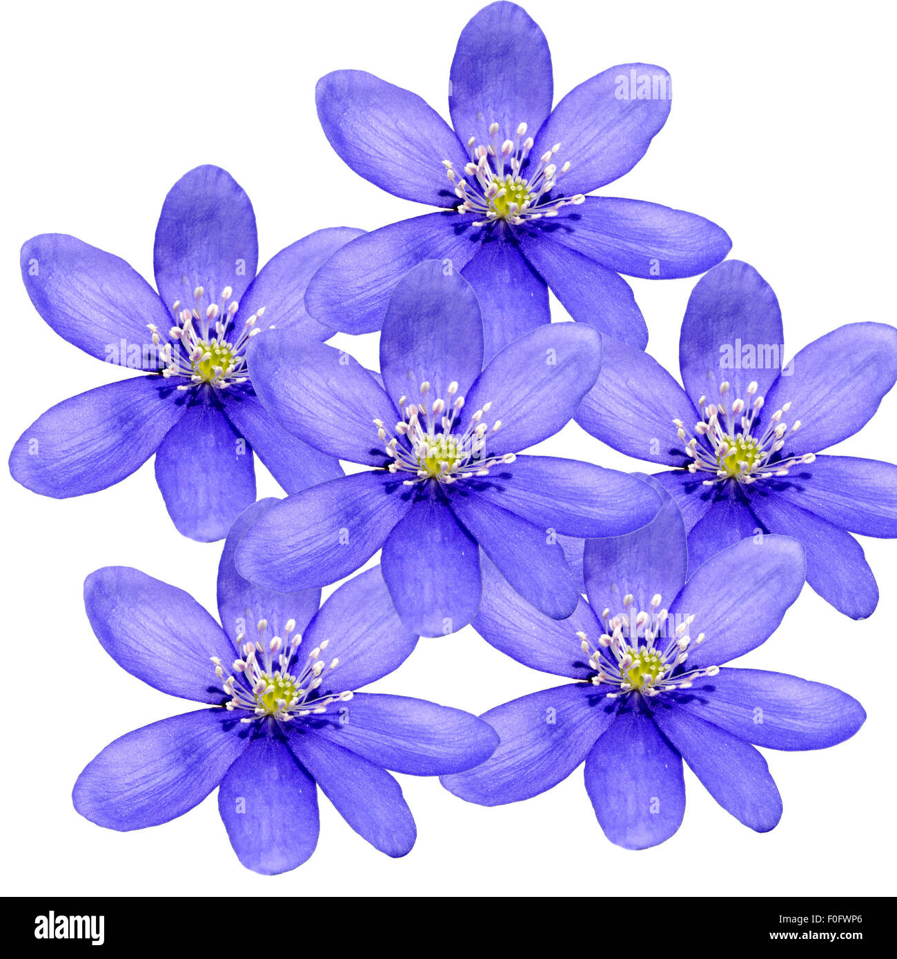 Leberbluemchen, Hepatica, nobilis, Winterblueher, Anemone hepatica, blaue blueten, blau, Blume des Jahres 2013, - Stock Photo