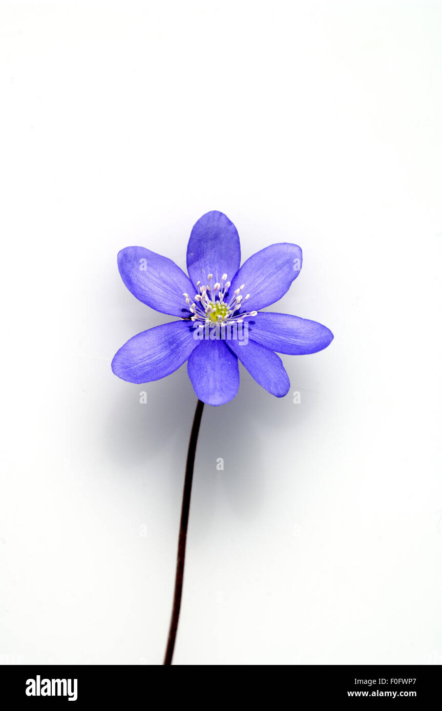 Leberbluemchen, Hepatica, nobilis, Winterblueher, Anemone hepatica, blaue blueten, blau, Blume des Jahres 2013, - Stock Photo