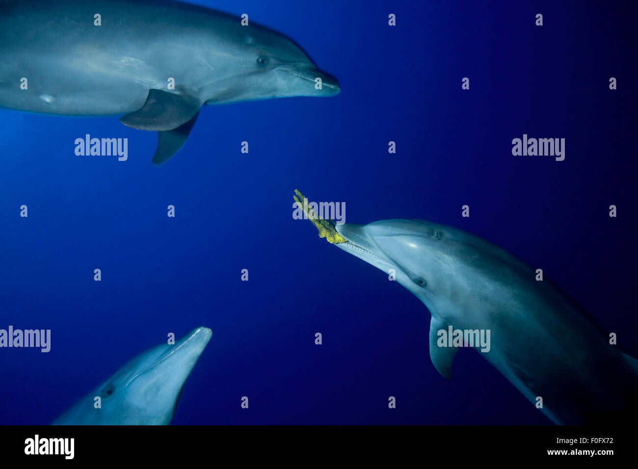 TRIO OF BOTTLE NOSE DOLPHIN PLAY WITH SPONGE Stock Photo