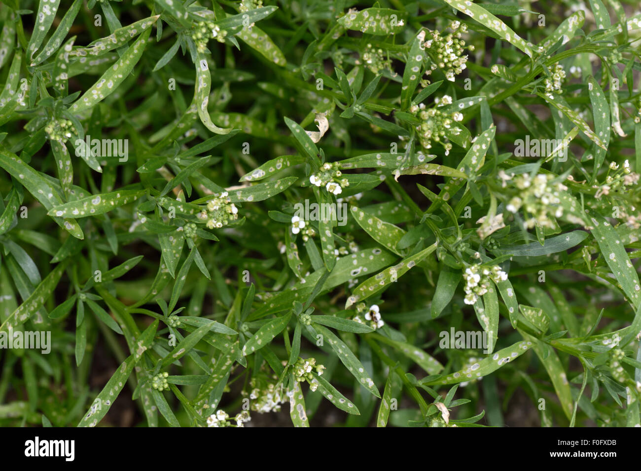 Flea beetle, Phyllotreta spp., feeding damage to the leaves of sweet alyssum an annual garden plant, Berkshire, July Stock Photo