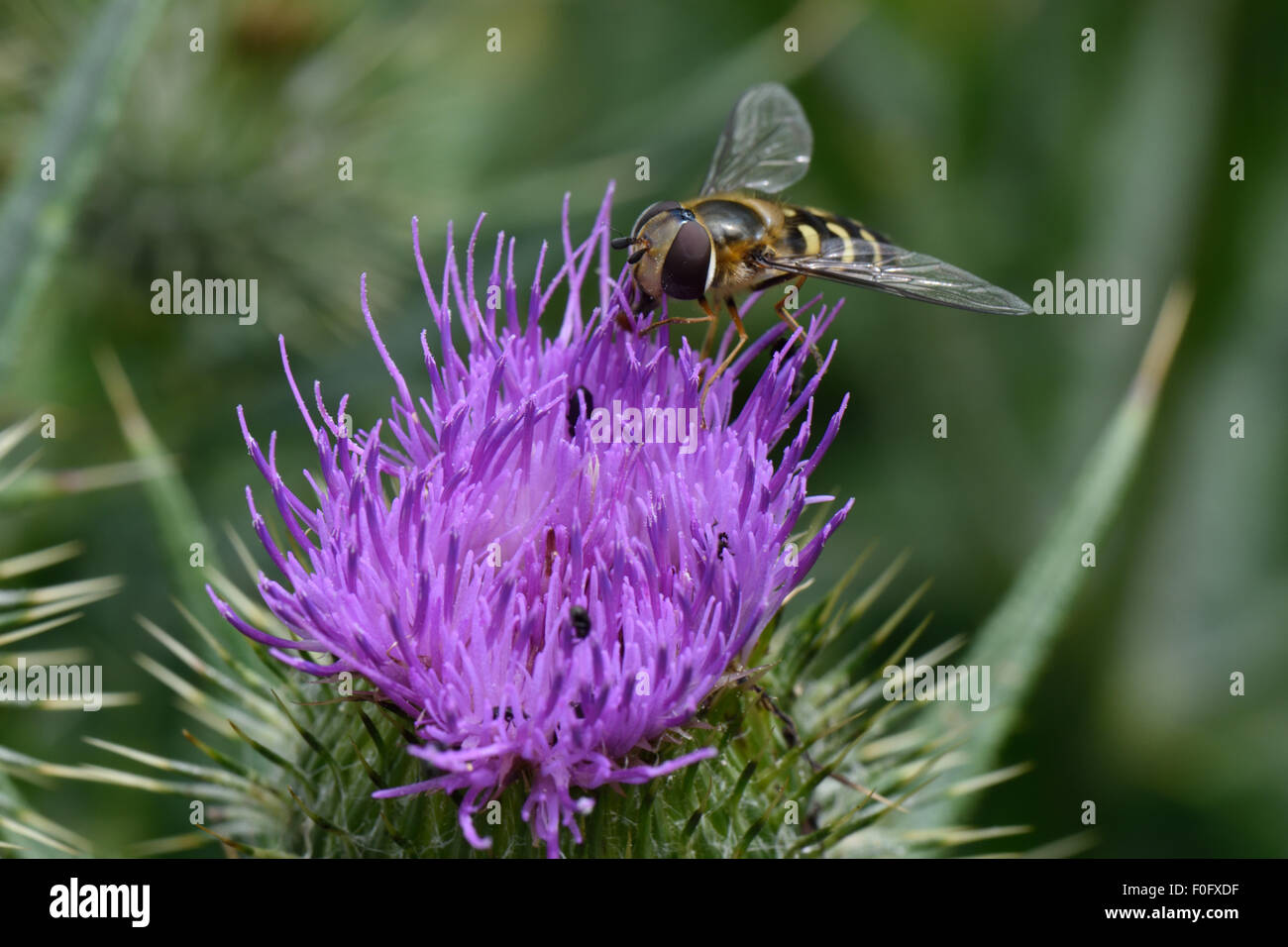 A hover-fly, Scaeva pyrastri, foraging on the purple flower of a spear thistle, Cirsium vulgare, Berkshire, July Stock Photo