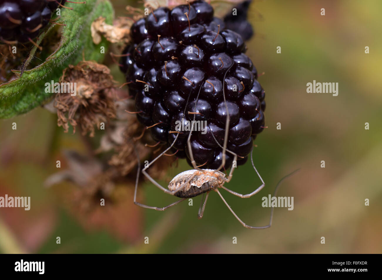 A female harvestman, Phalangium opilio, on a cultivated blackberry fruit in late summer, Berkshire, August Stock Photo