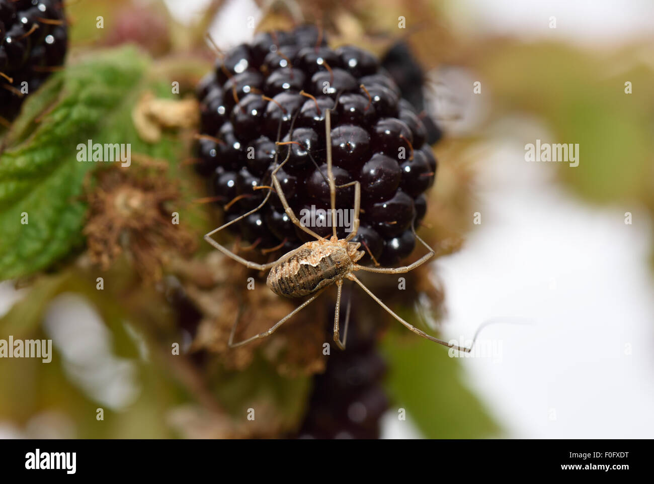 A female harvestman, Phalangium opilio, on a cultivated blackberry fruit in late summer, Berkshire, August Stock Photo