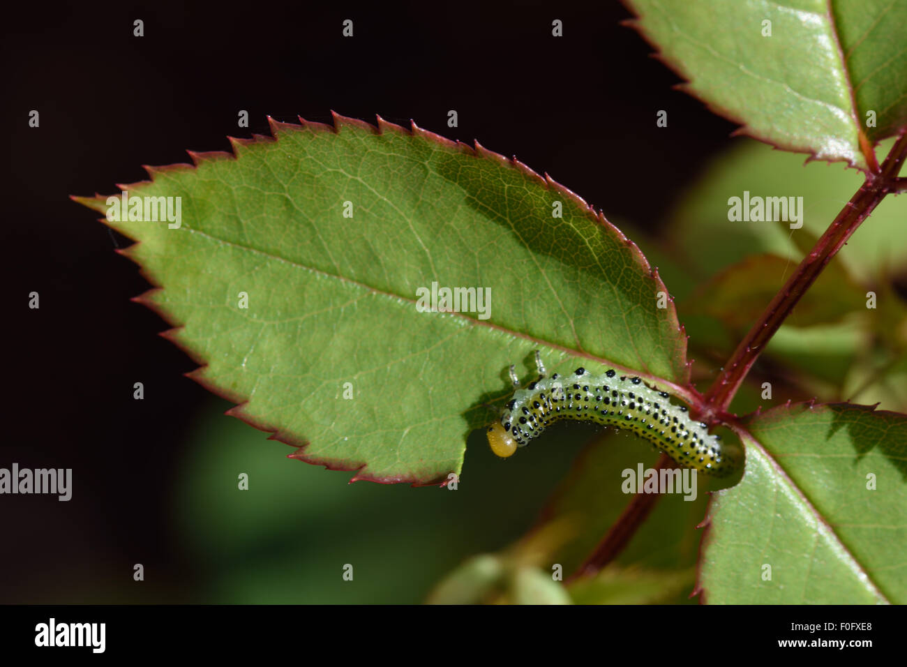 Large rose sawfly, Arge pagana, larva on damaged ornamental rose leaf in summer, Berkshire, July Stock Photo