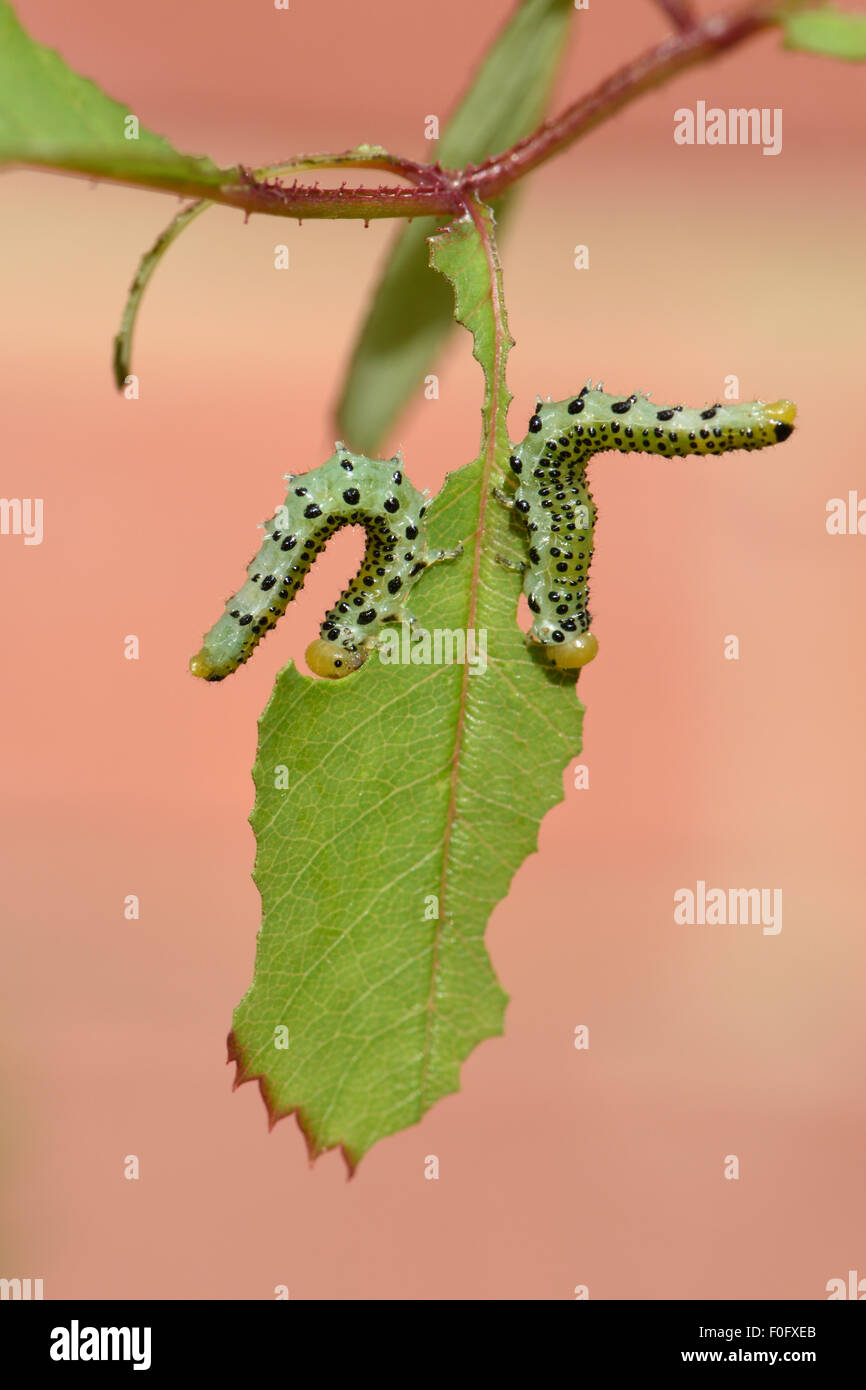 Large rose sawfly, Arge pagana, larvae in defensive posture on damaged ornamental rose leaf in summer, Berkshire, July Stock Photo