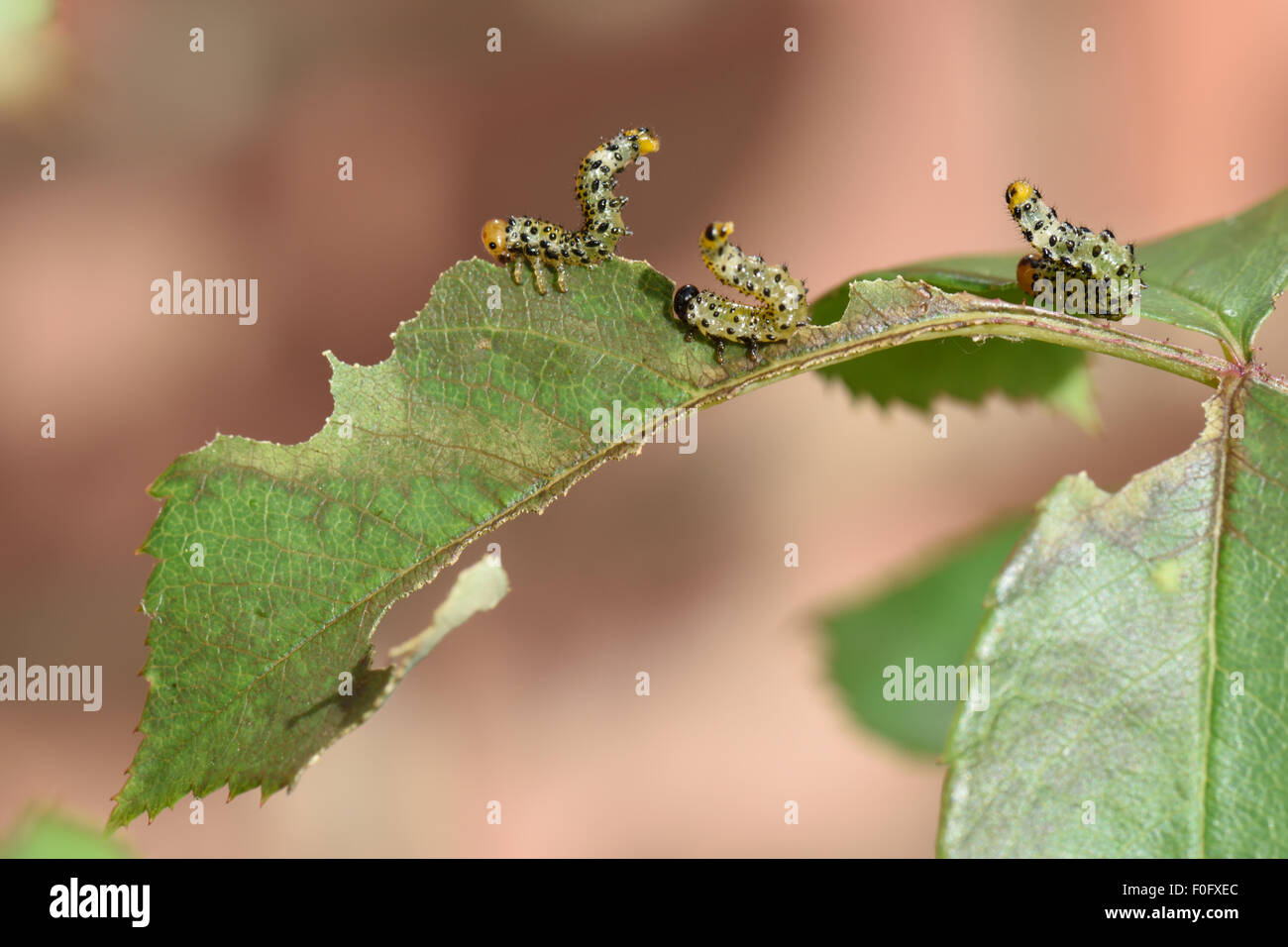Large rose sawfly, Arge pagana, young larvae in alarm posture on damaged ornamental rose leaf in summer, Berkshire, July Stock Photo