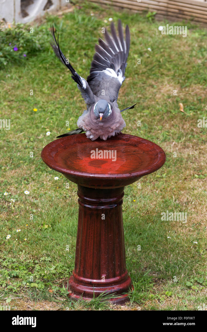 A PIGEON MAKING USE OF A BIRD BATH IN A BRITISH GARDEN Stock Photo Alamy