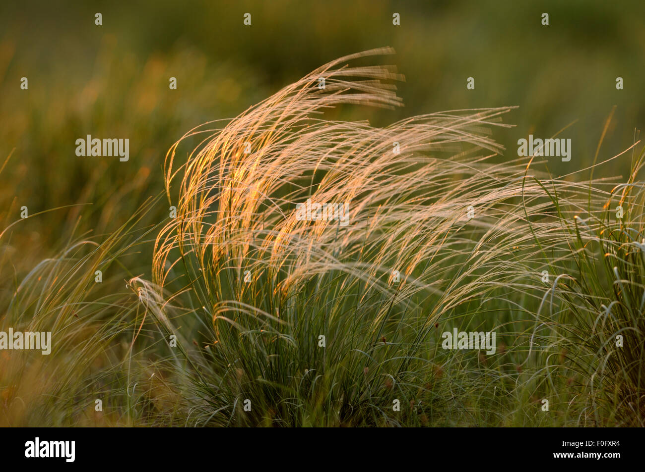 Feather grass (Stipa sp) Cherniye Zemli (Black Earth) Nature Reserve, Kalmykia, Russia, May 2009 Stock Photo
