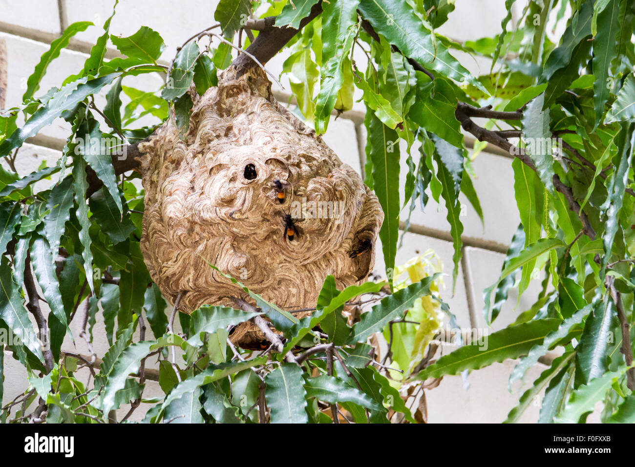 hornet nest of carnivore or Vespa affinis Stock Photo