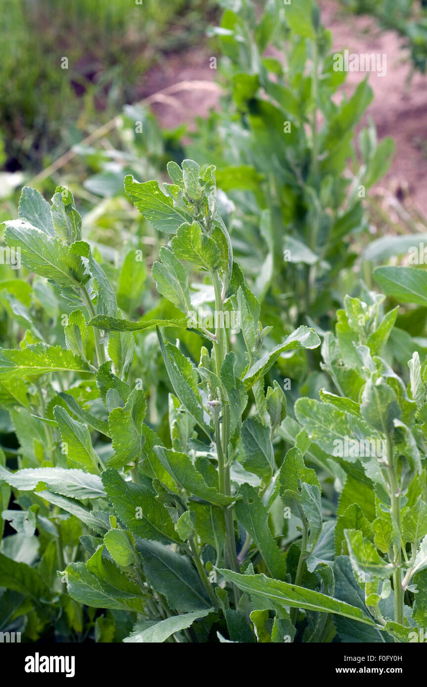 Balsamkraut, Frauenminze, Chrysanthemum, Tanacetum, balsamita