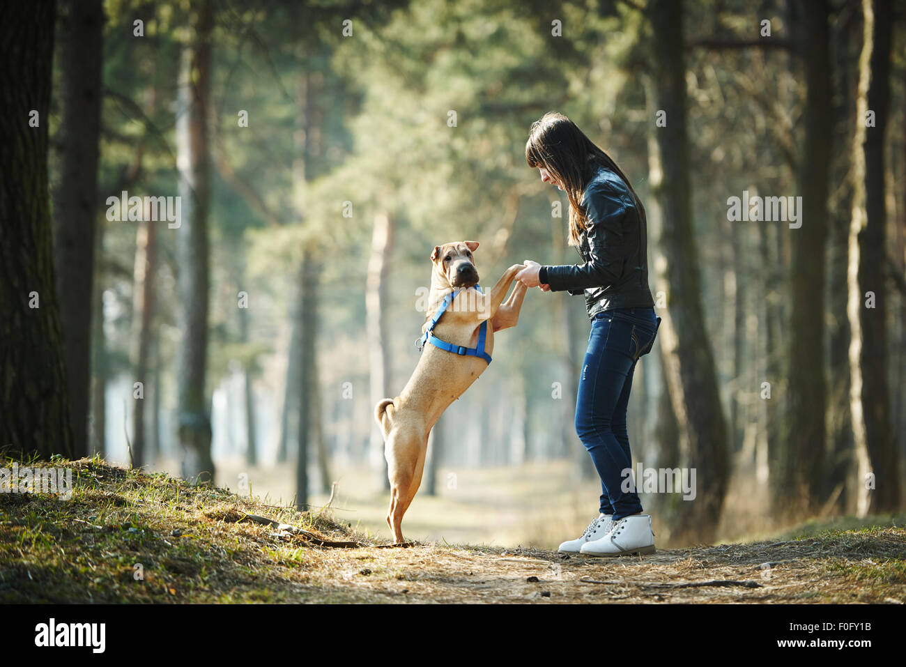 girl with dog in the park Stock Photo - Alamy