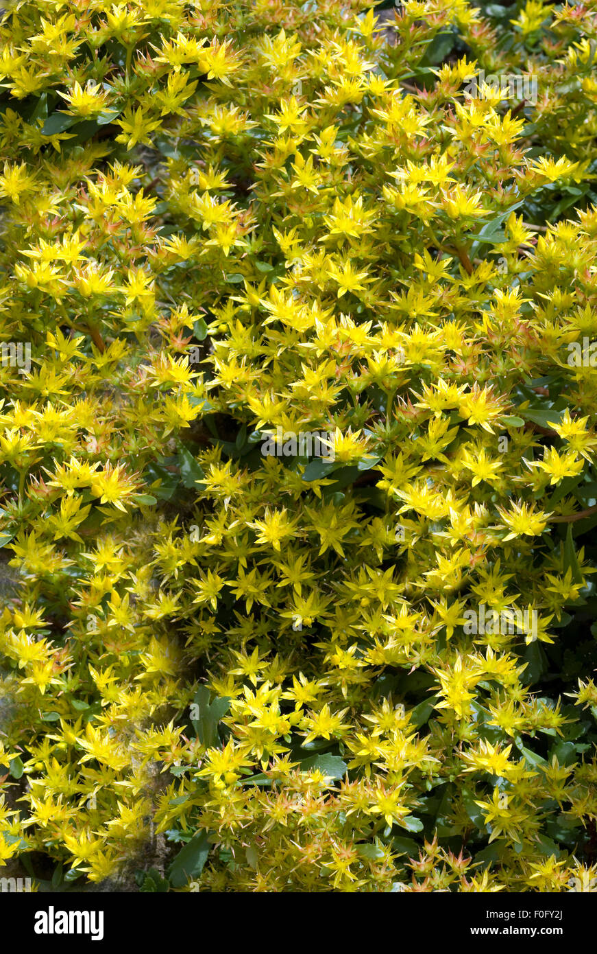 Sedum acre hi-res stock photography and images - Page 3 - Alamy
