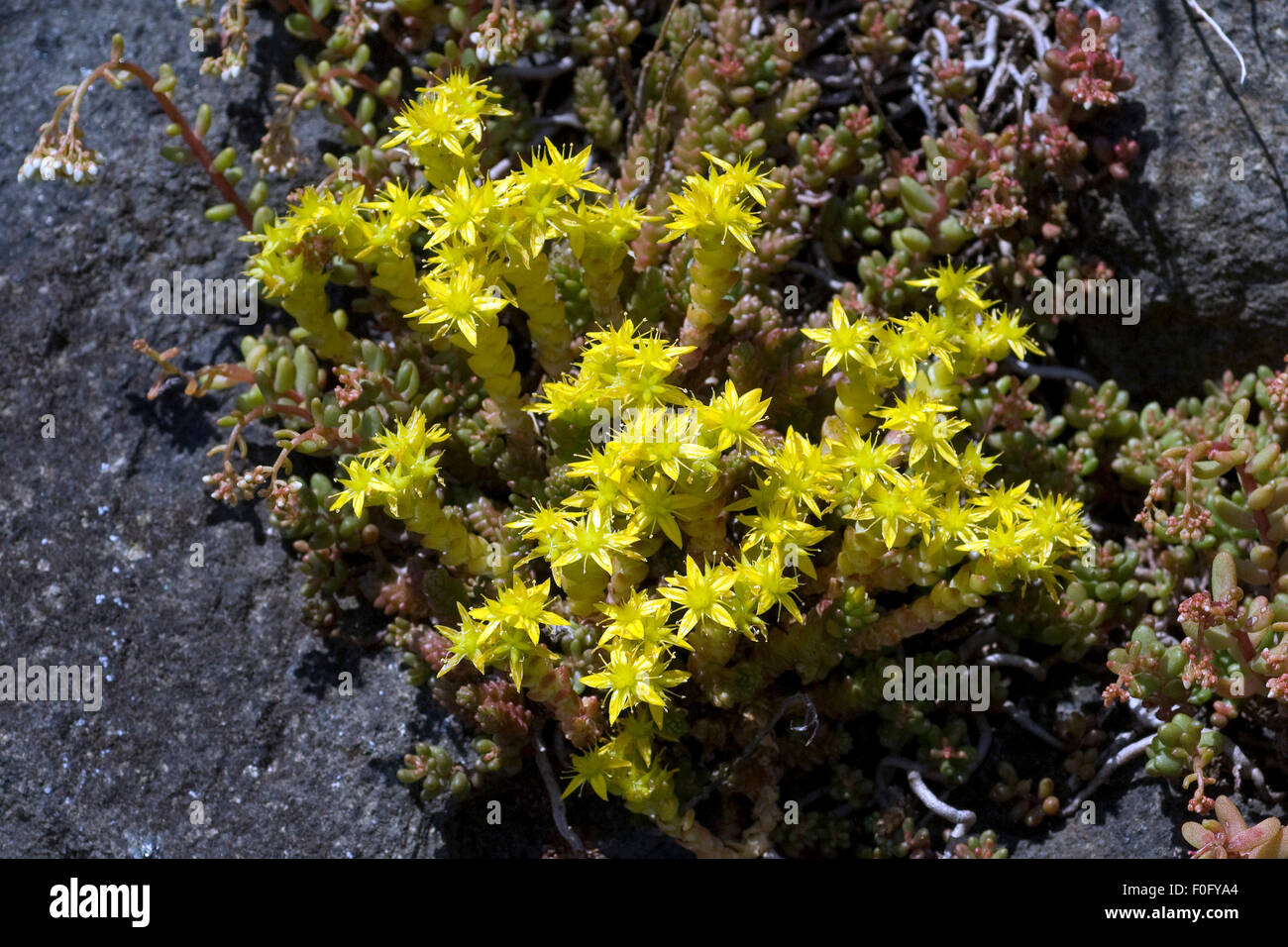 Cushion plants hi-res stock photography and images - Page 16 - Alamy
