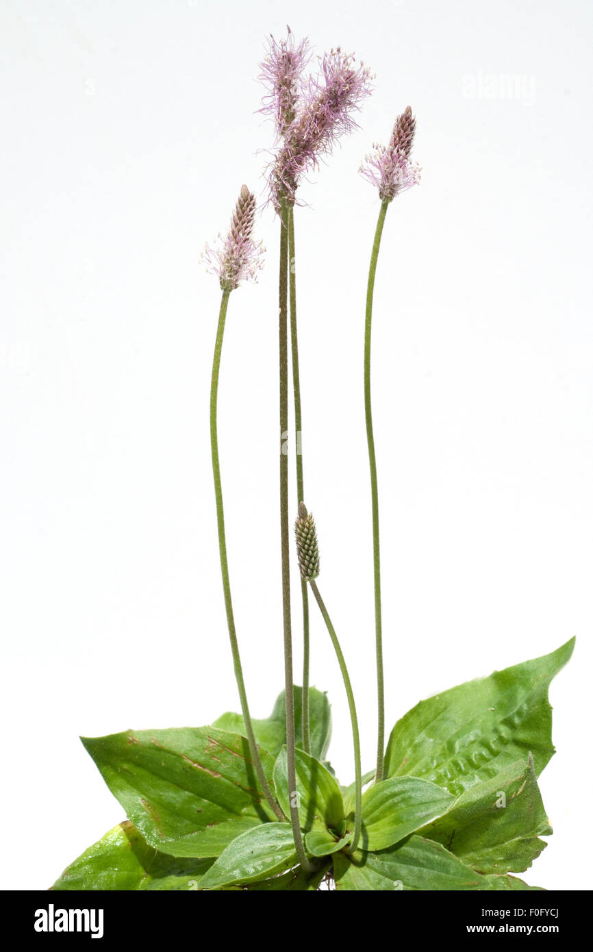 Mittlerer, Wegerich, Plantago, media, Stock Photo
