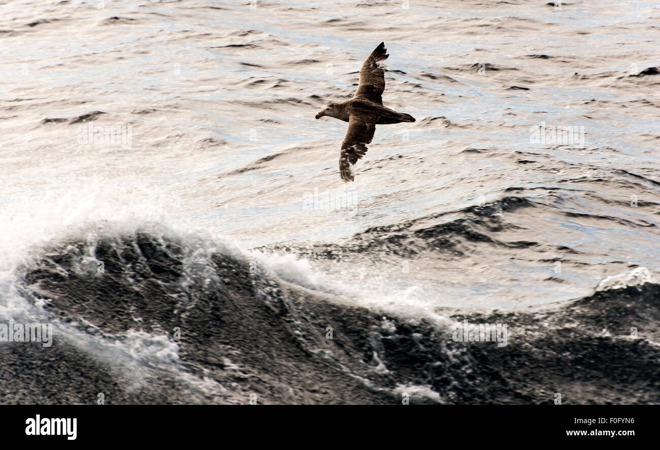 Southern giant petrel or Antarctic giant petrel, giant fulmar, stinker, and stinkpot in flight Southern Ocean Stock Photo
