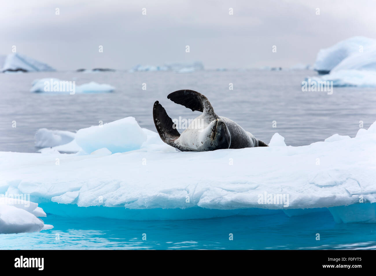 Leopard seal lying on ice Cierva Cove Antarctic Peninsula Antarctica