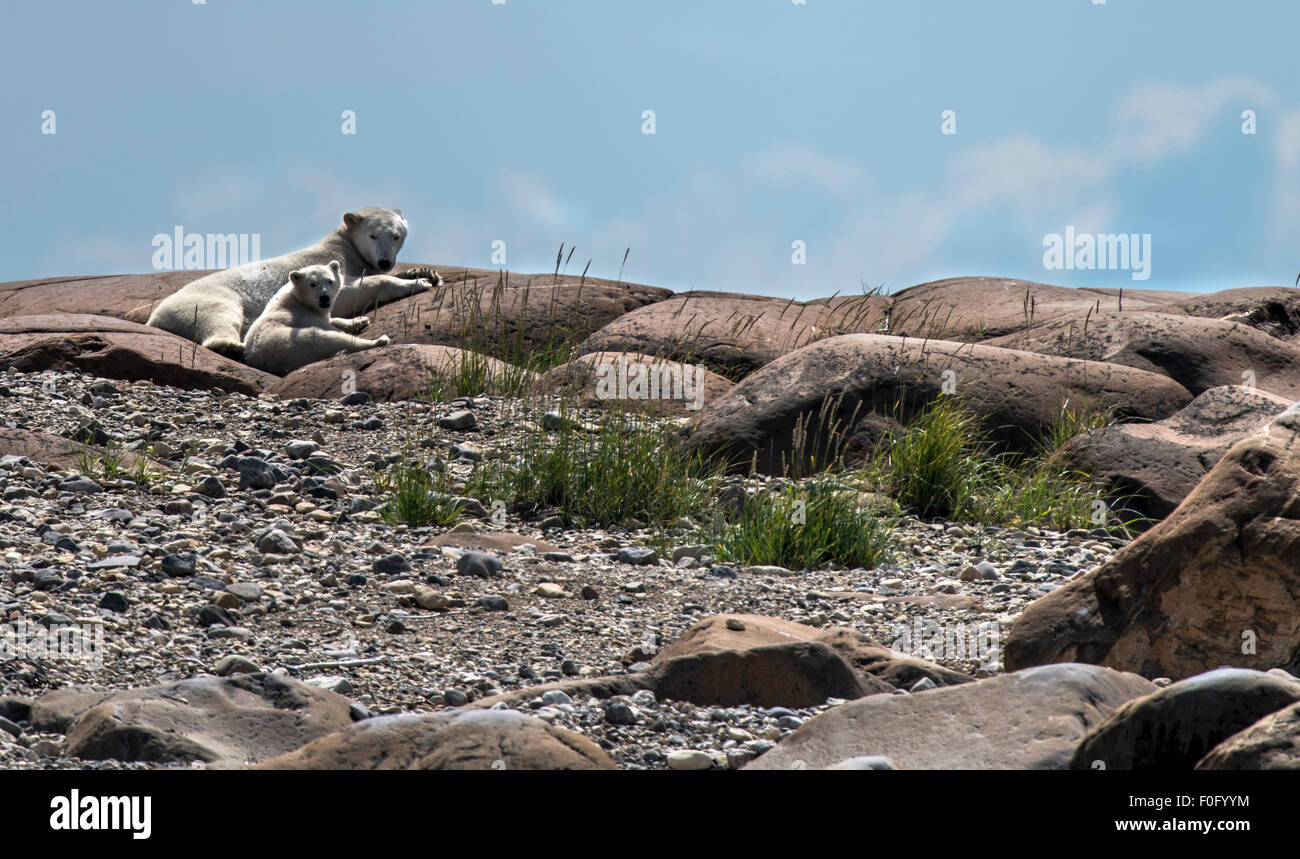 Polar Bear lying on rocks with cub Hudson Bay, Manitoba, Canada Stock Photo