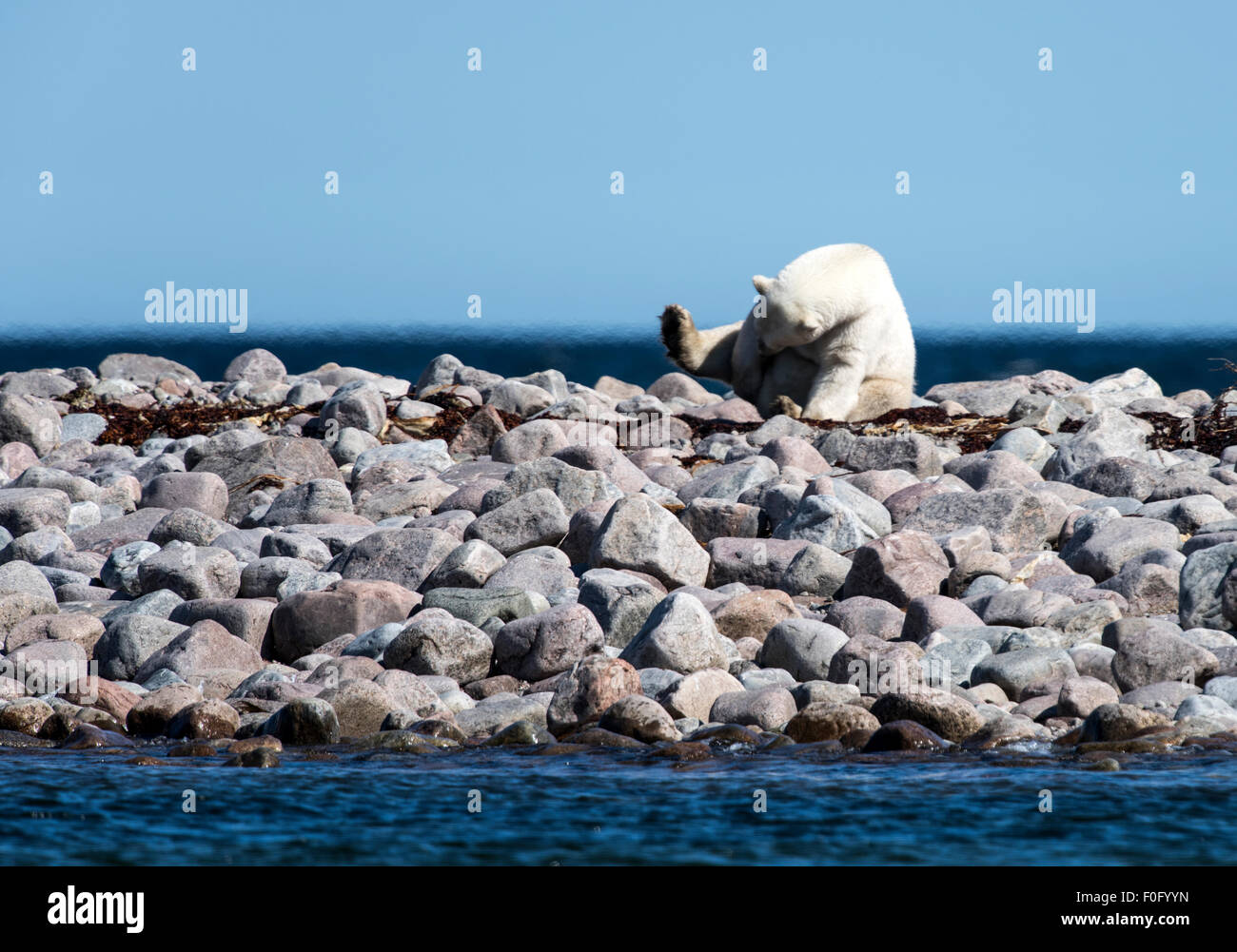 Polar Bear grooming on rocks Hudson Bay, Manitoba, Canada Stock Photo