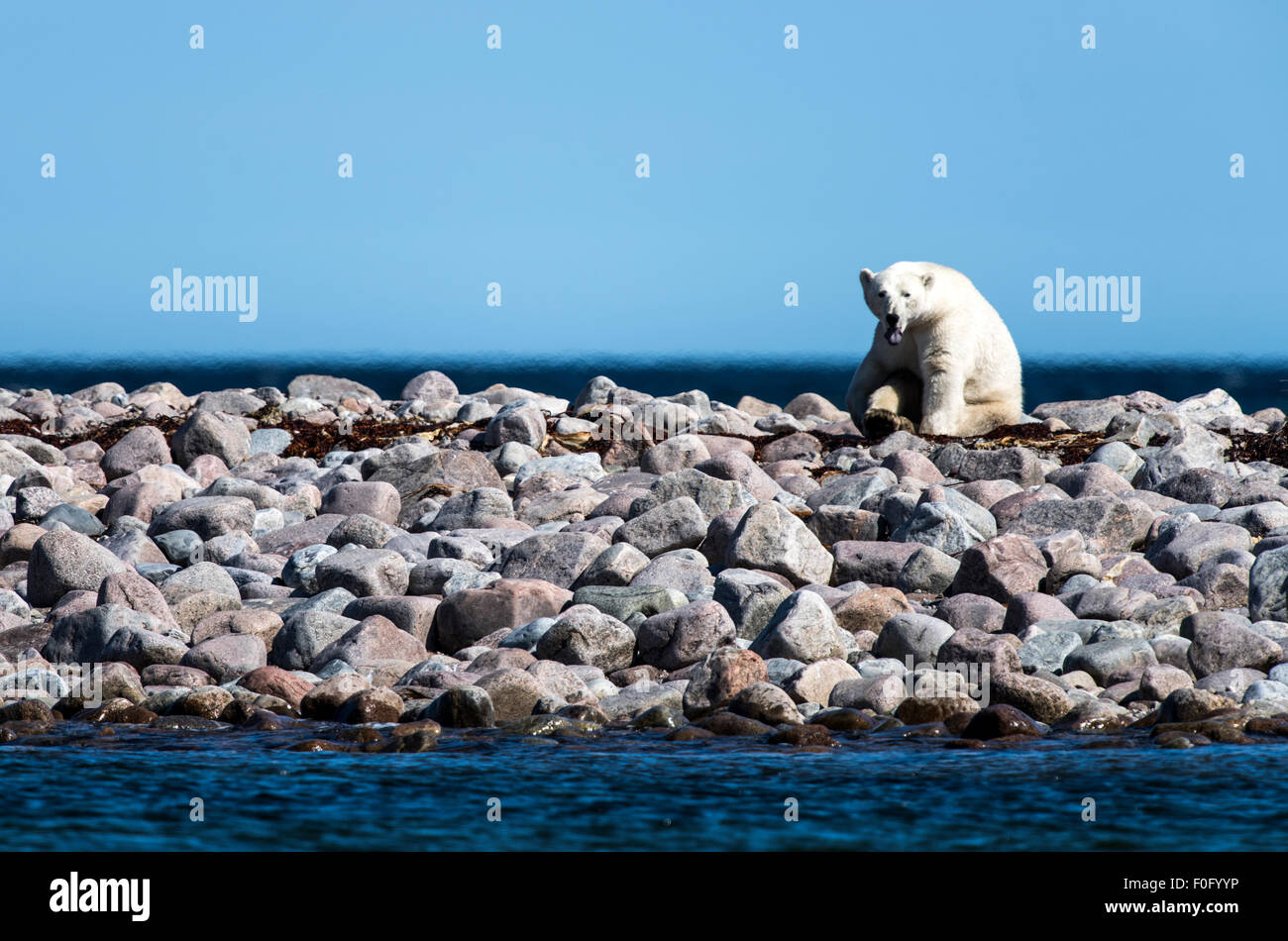 Polar Bear sitting on rocks with tongue out Hudson Bay, Manitoba, Canada Stock Photo