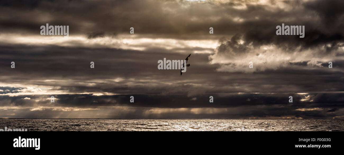 Cape petrel Cape pigeon or pintado petrel in flight at sunset Drake Passage Stock Photo