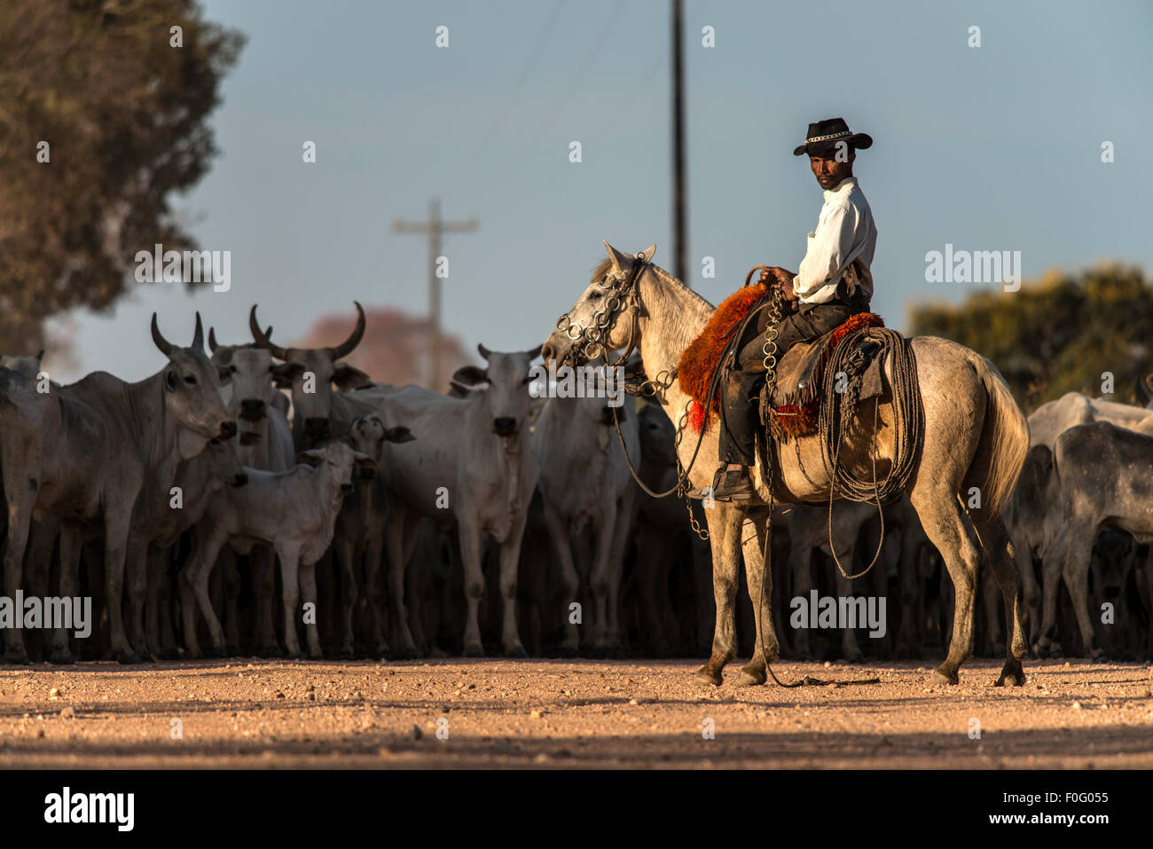 Brazilian cowboy on horse guarding a herd of cows Transpantaneira road Pantanal Mato Grosso Brazil Stock Photo