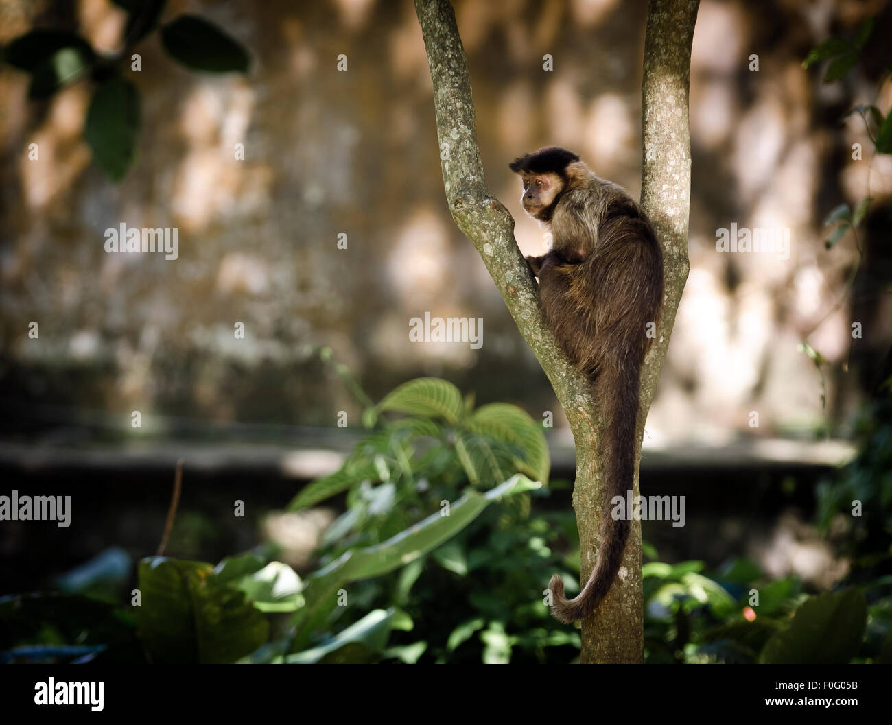 Tufted or Brown Capuchin monkey on a tree Botanical Garden Rio de Janeiro Brazil Stock Photo