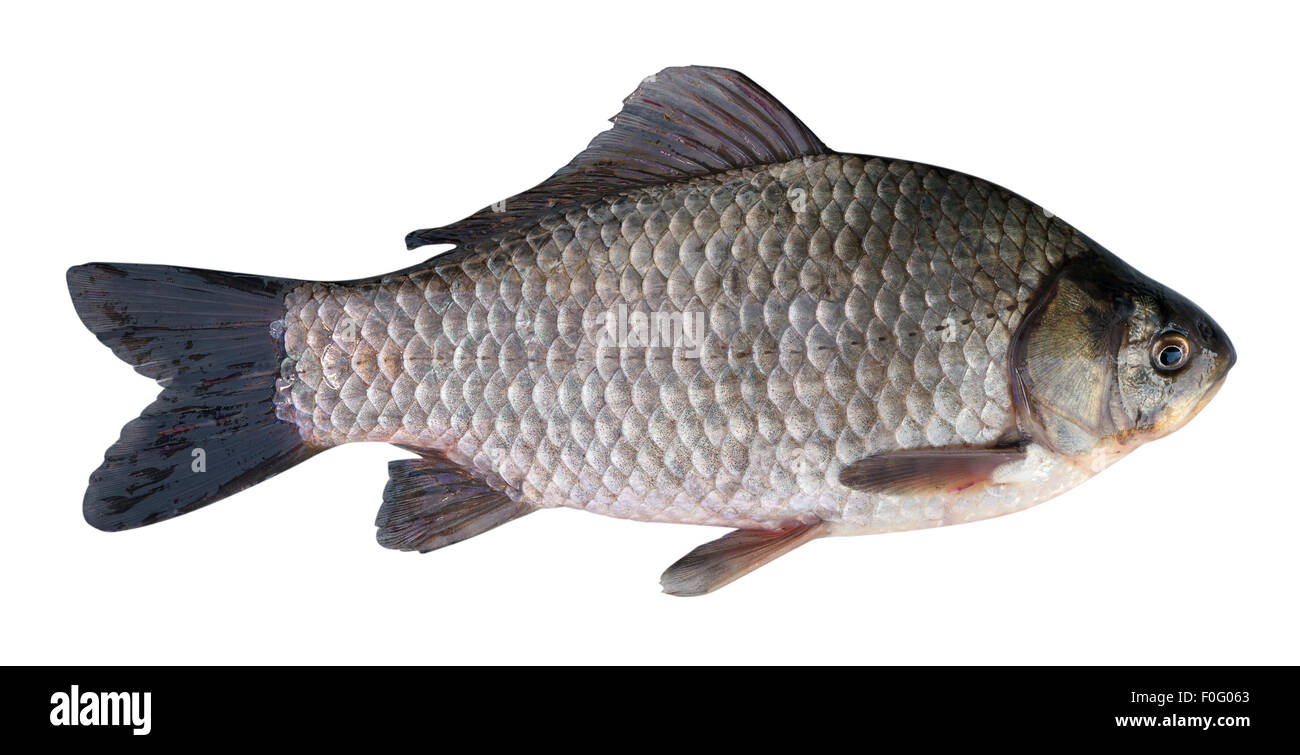 how to catch prussian carp fishing planet how to catch prussian carp fishing planet