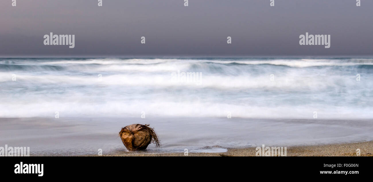 Coconut fruit on the beach Tayrona National Park Santa Marta Colombia Stock Photo