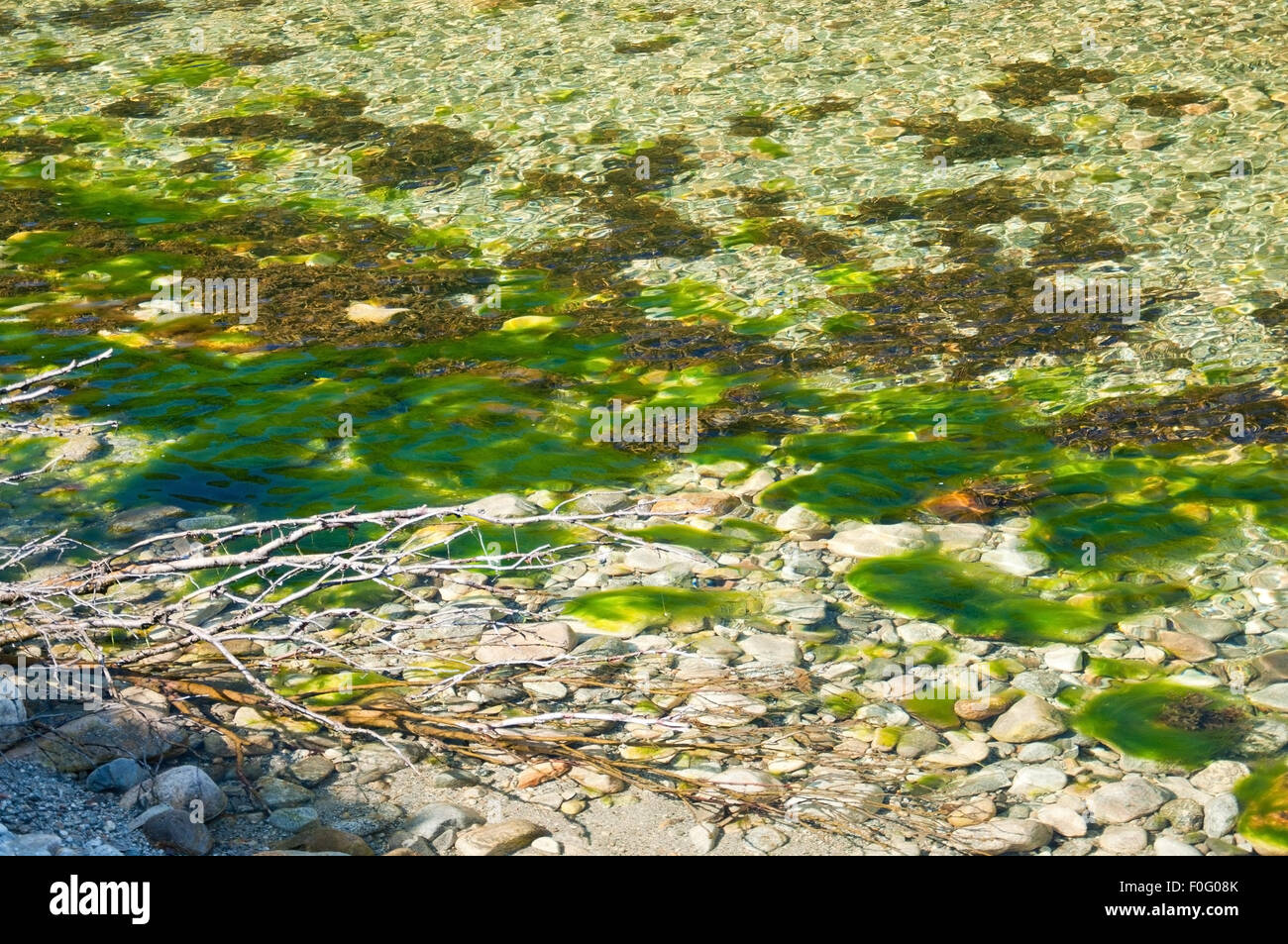 Green river seagrass in river in Bindal in Nordland, Norway on a sunny summer day. Stock Photo