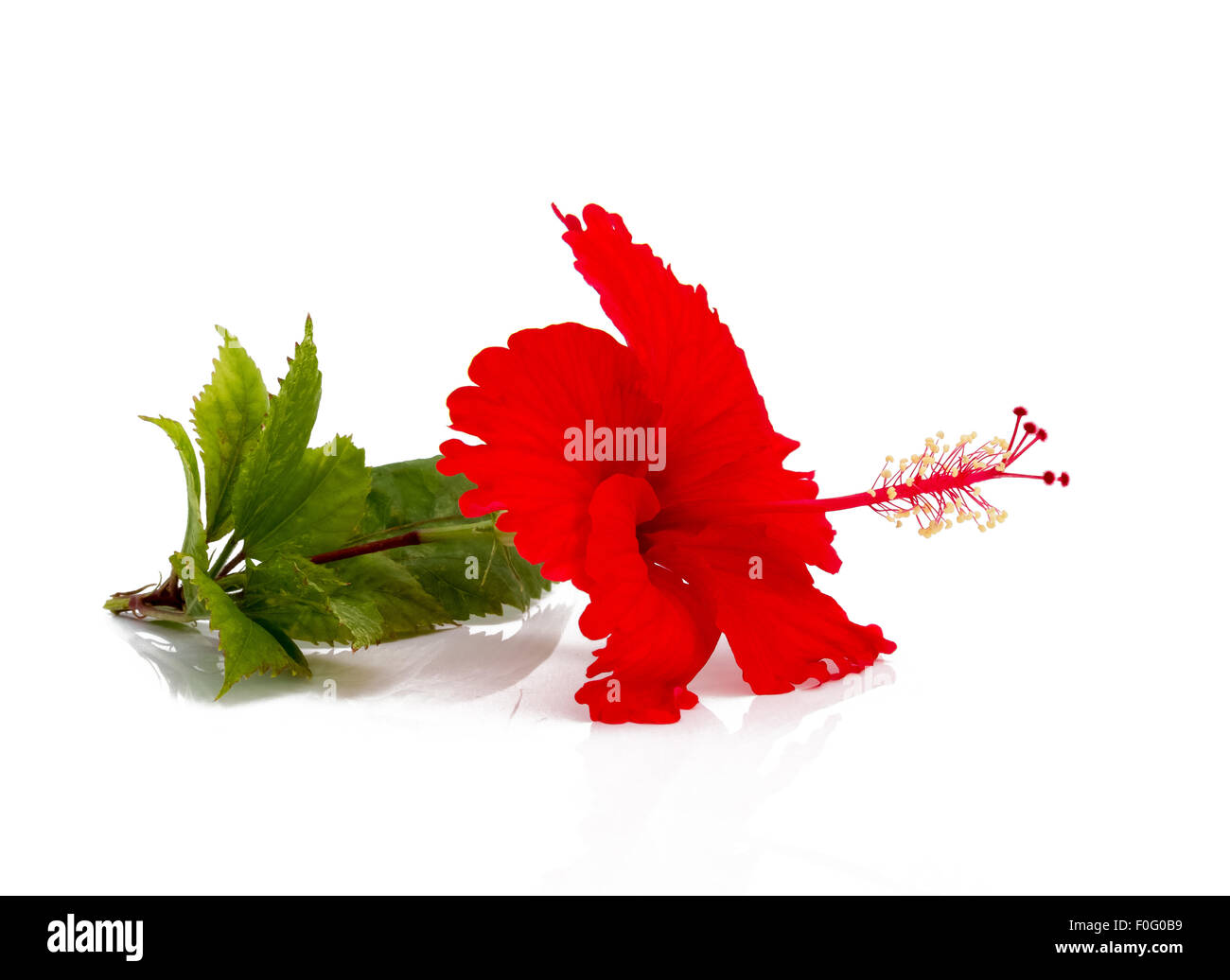 red hibiscus flower with green leaves on a white table Stock Photo - Alamy