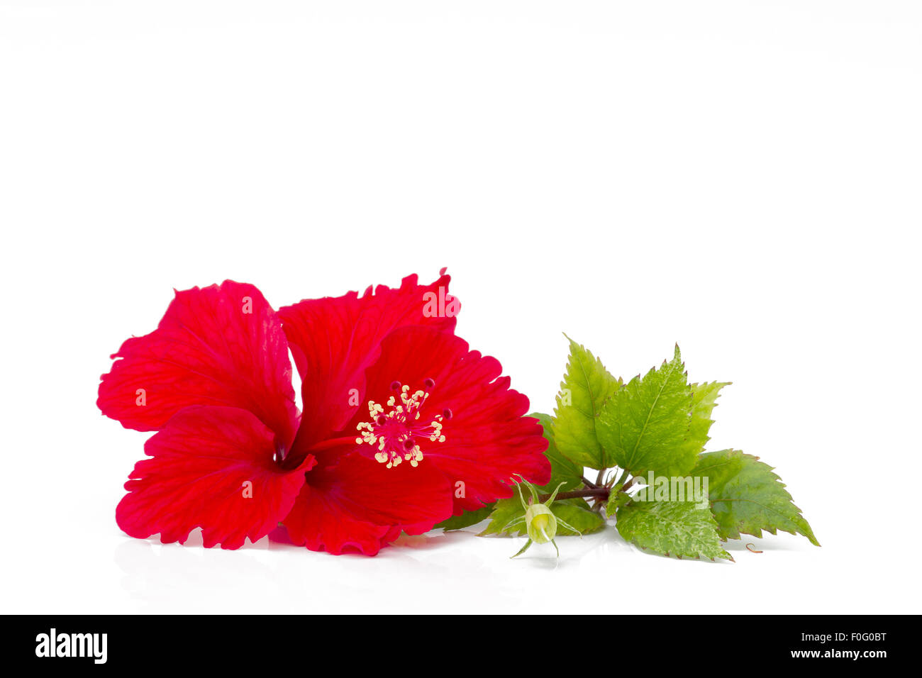 Red hibiscus flower with green leaves on a white table Stock Photo - Alamy