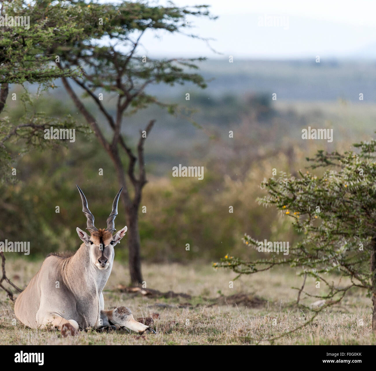 Common Eland sitting on the ground Mara Naboisho conservancy Kenya Africa Stock Photo