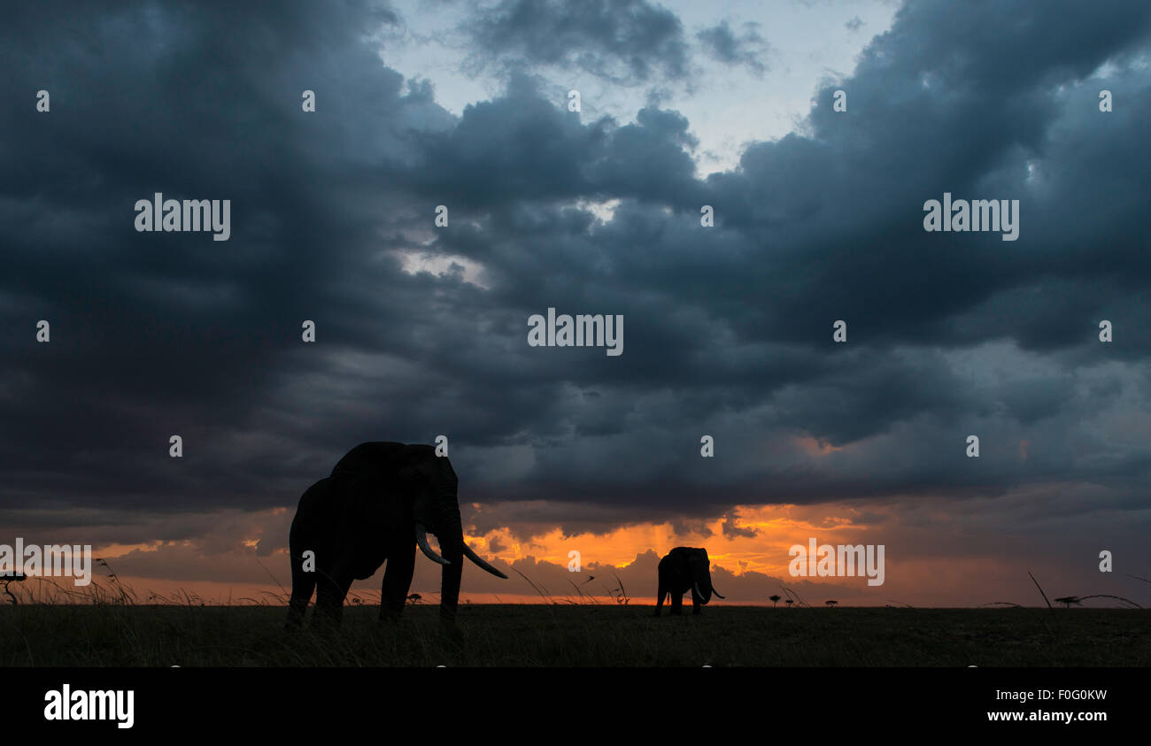 Adult African elephants at dusk Mara North conservancy Kenya Africa Stock Photo