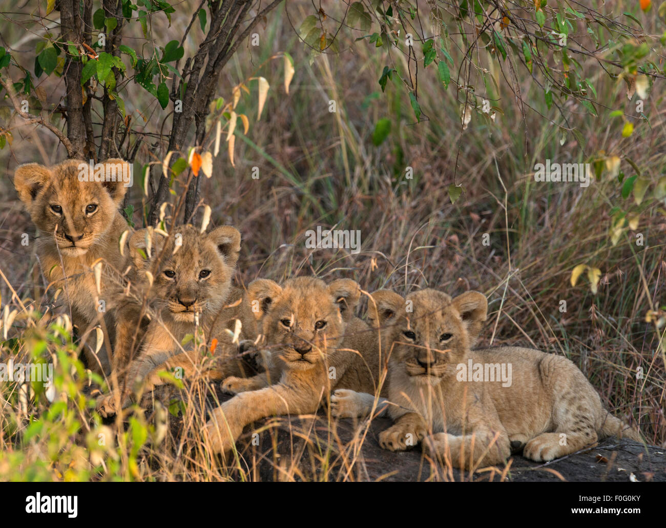 Lion cubs portrait Mara Naboisho conservancy Kenya Africa Stock Photo