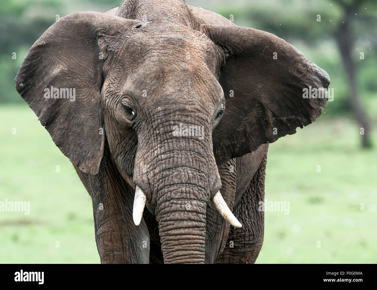 Adult African Elephant portrait Mara Naboisho conservancy Kenya Africa Stock Photo