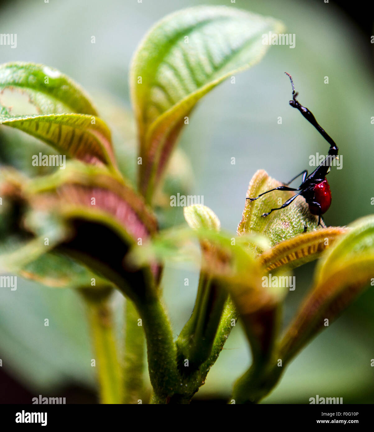 Giraffe neck beetle hi-res stock photography and images - Alamy