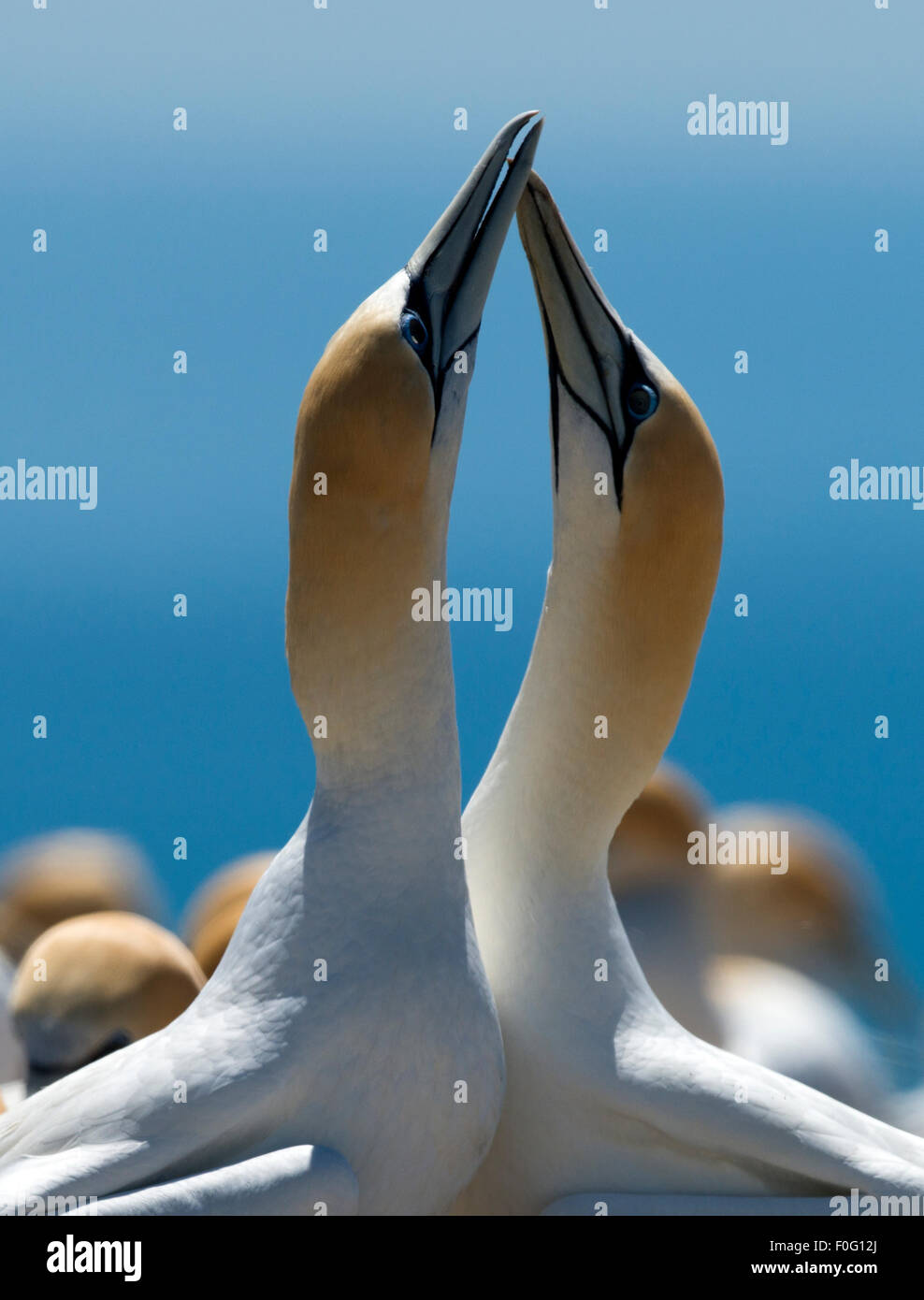 Pair of Australasian gannets grooming during courtship Cape Kidnappers colony New Zealand Stock Photo
