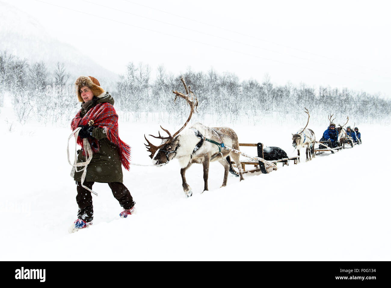 Sami reindeer herder leading reindeer sledding Camp Tamok Lapland Norway Scandinavia Stock Photo