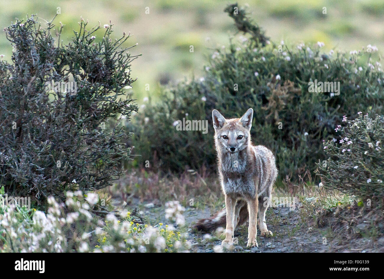 South American or Patagonian grey fox portrait Cerro Guido estancia Torres del Paine National Park Chilean Patagonia Chile Stock Photo
