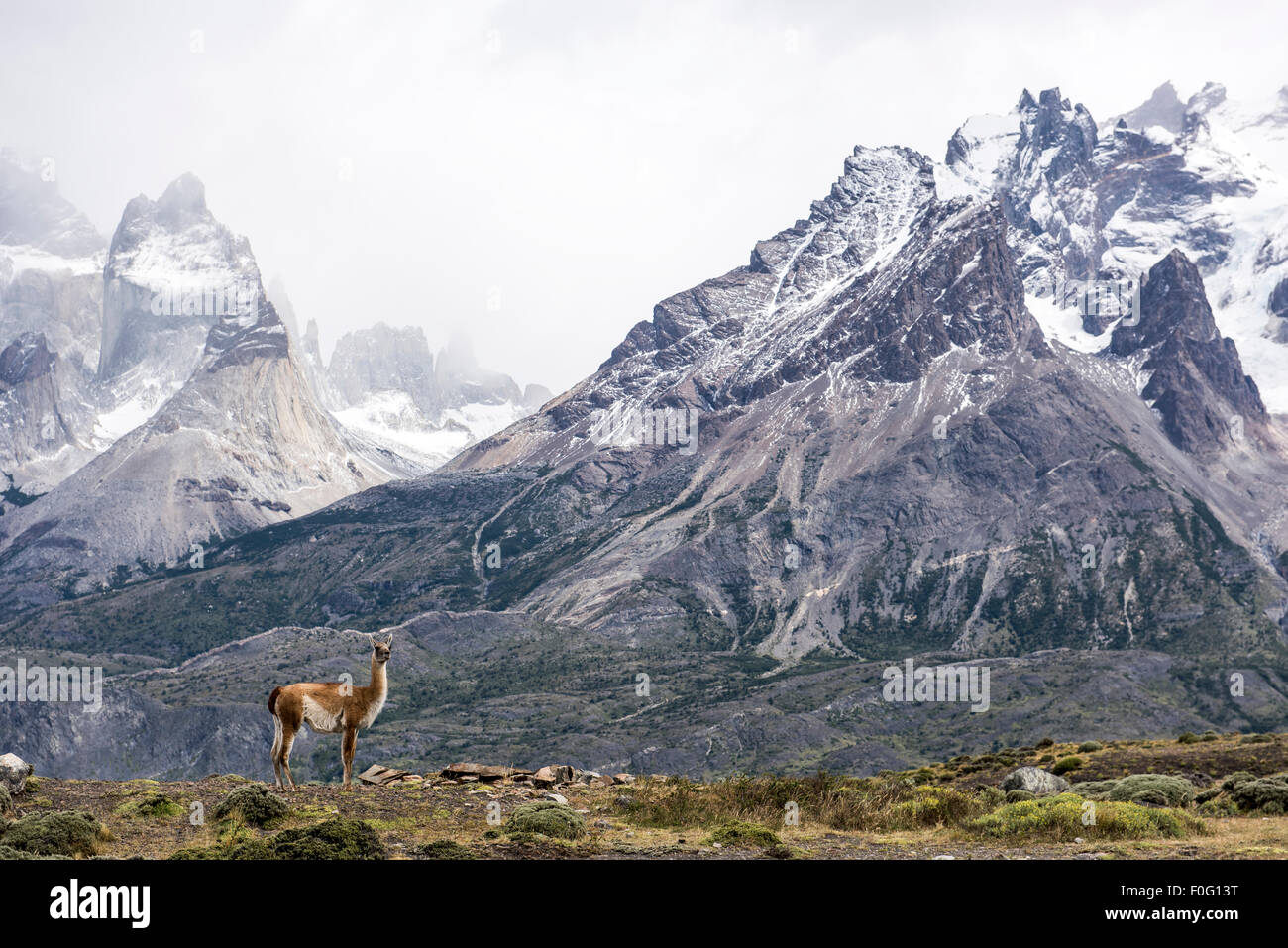 Guanaco with mountains in the background Torres del Paine National Park Chilean Patagonia Chile Stock Photo