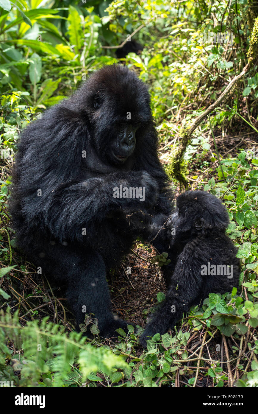 Adult female mountain gorilla playing with baby gorilla on the grass ...
