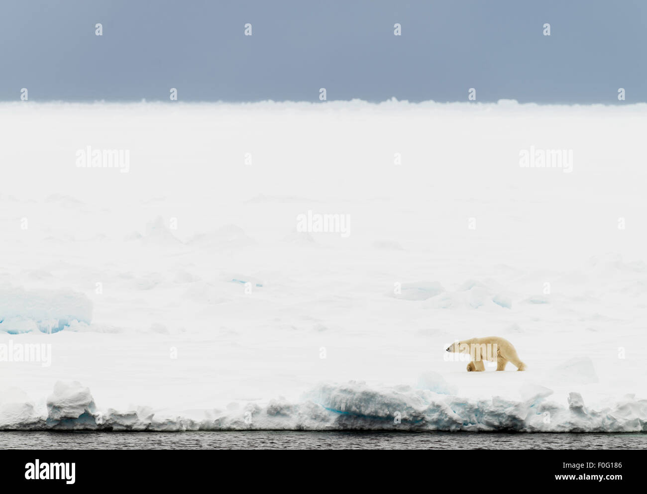 Polar bear walking on pack ice Svalbard Spitsbergen Norway Arctic Circle Scandinavia Stock Photo