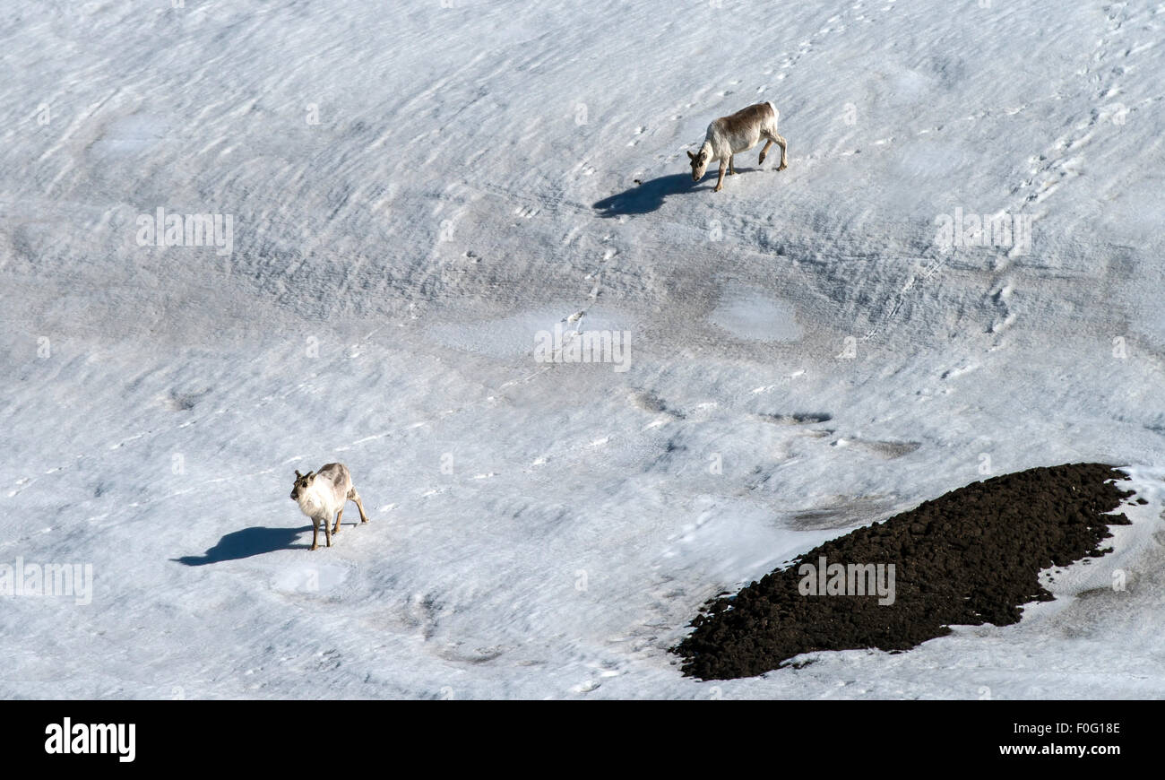 Svalbard reindeers walking on snow Sundneset Svalbard Norway Arctic Circle Scandinavia Stock Photo