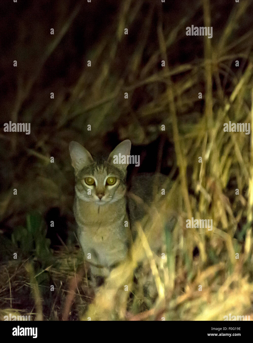 Adult African wildcat portrait Hwange National Park  Zimbabwe Africa Stock Photo