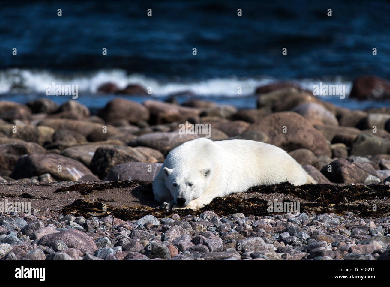 Polar Bear lying on rocks Hudson Bay, Manitoba, Canada Stock Photo