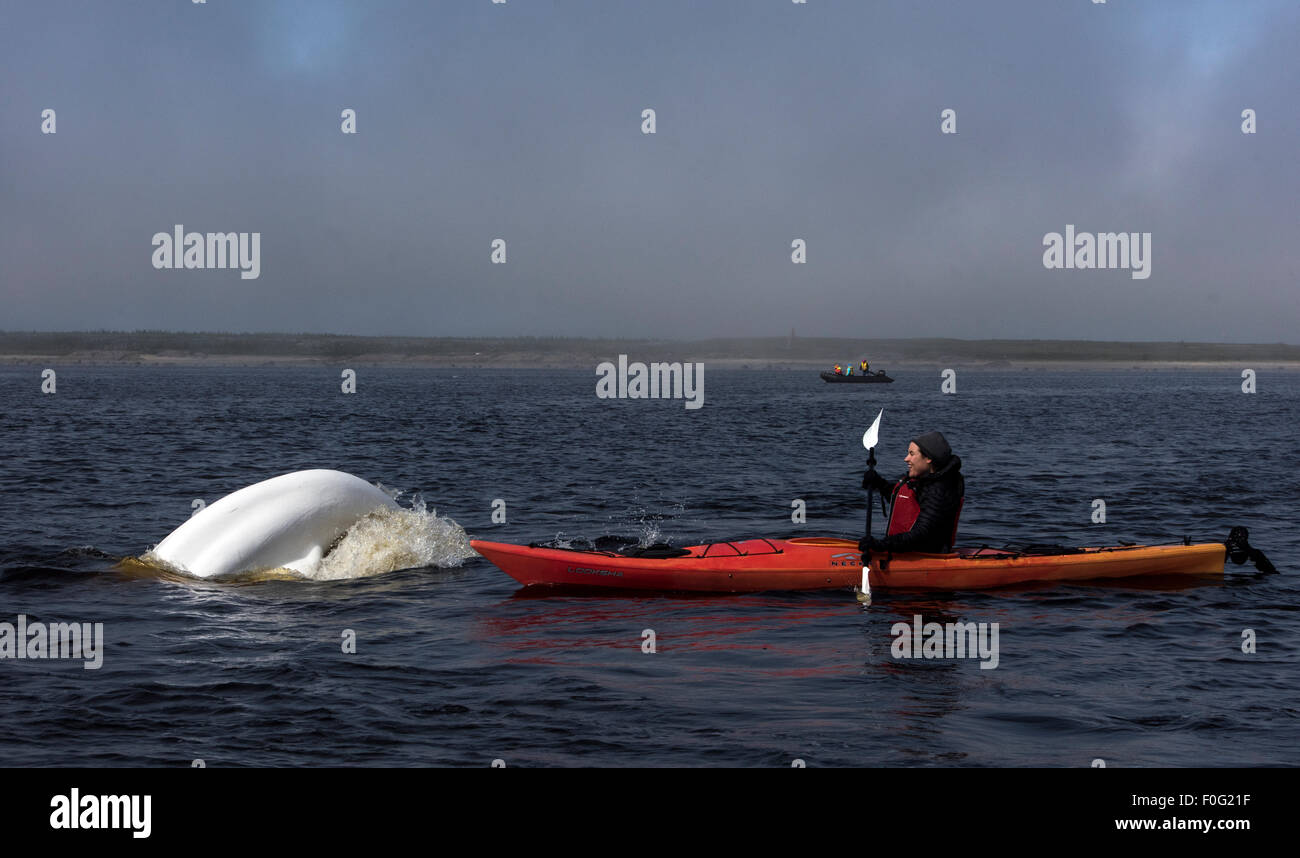 Beluga whales and churchill river hires stock photography and images