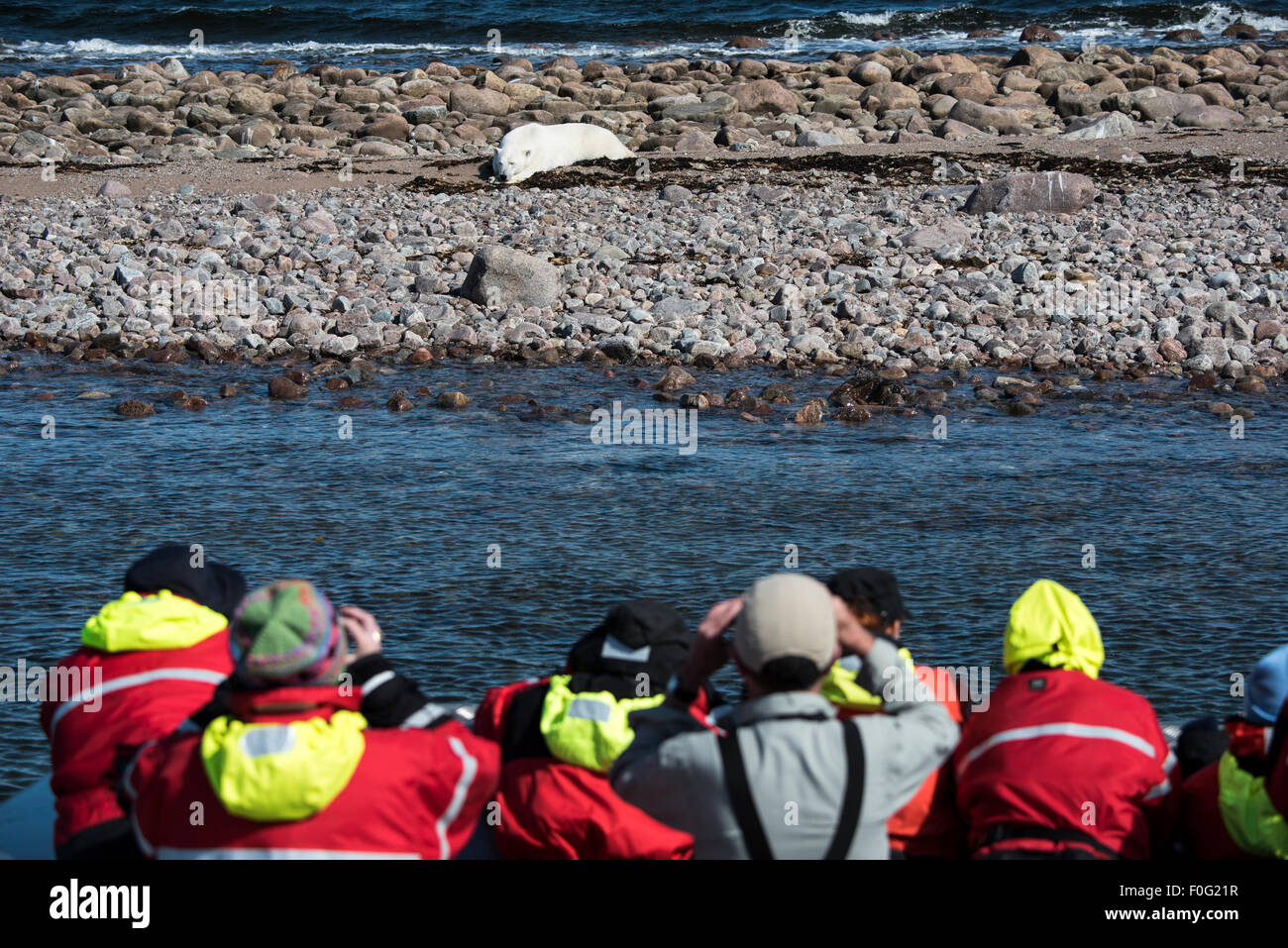 People photographing Polar Bear lying on the beach from a boat Hudson Bay, Manitoba, Canada Stock Photo