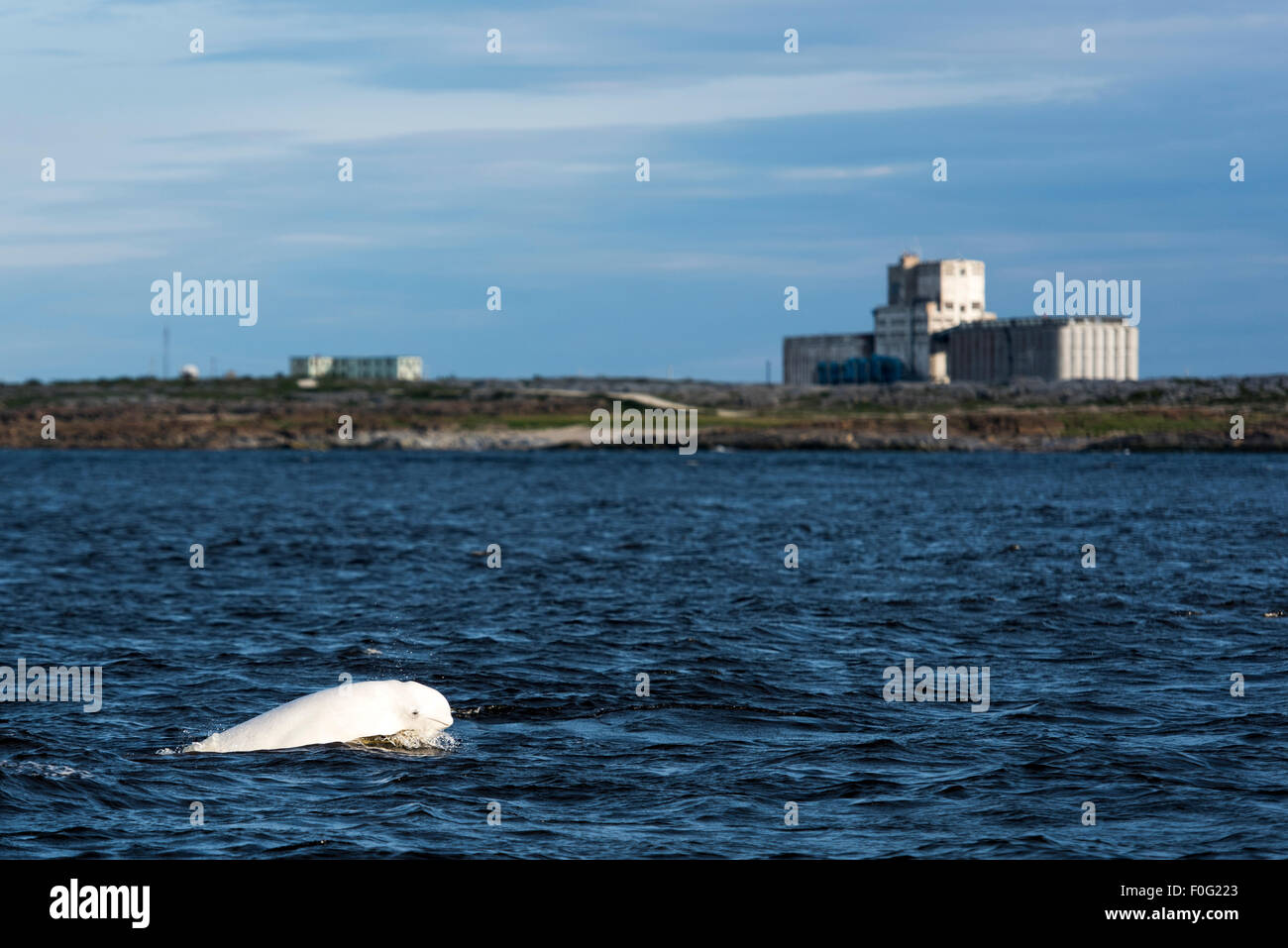 Beluga white whale in the Churchill river in Summer, Churchill, Manitoba, Canada Stock Photo